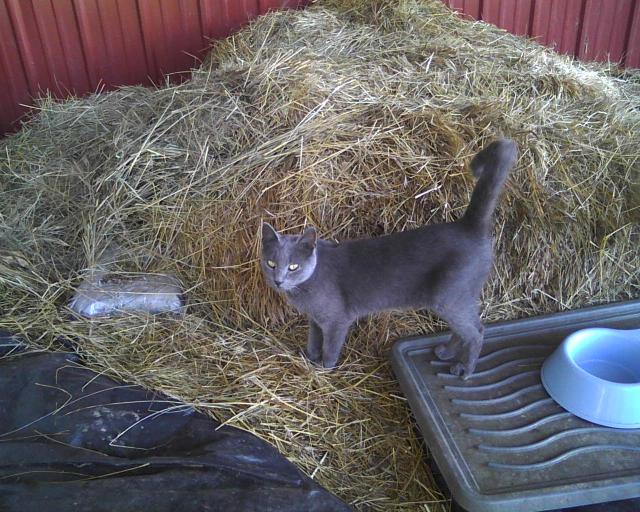 farm cat and dinner dish