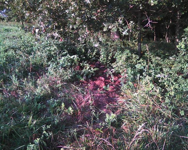 weeds around cat's grave