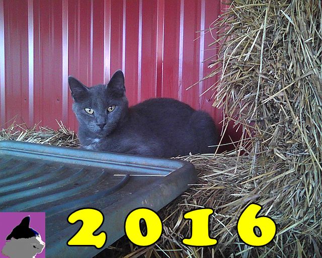 Gray cat wishing us a happy new year