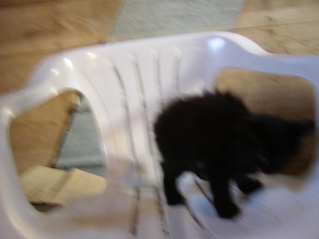 blurry black kitten