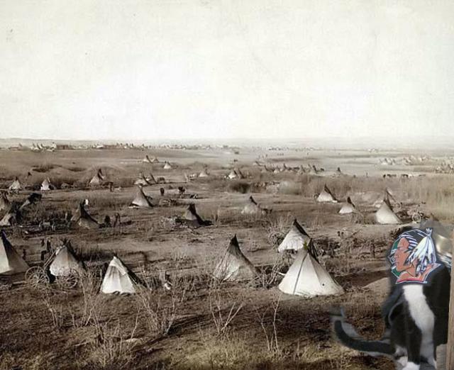 cat at a Sioux village