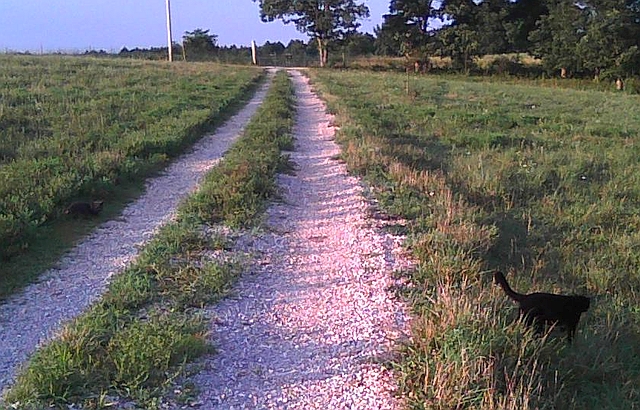 two cats along farm driveway