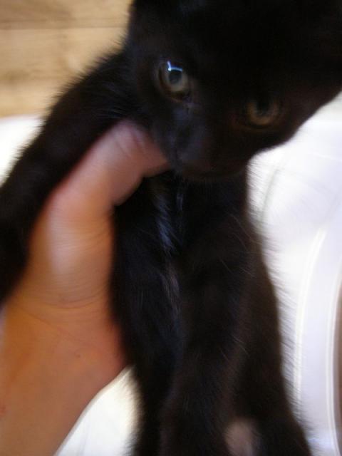 black cat with Stripe