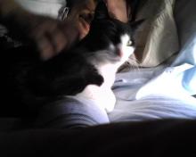 Parker, a tuxedo cat being stroked by her human