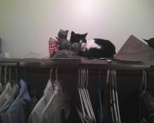 cat with cat sculptures on closet shelf