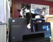 cat on a printer