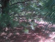 cat under pine tree