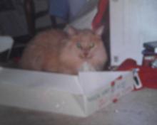 sandy cat in box