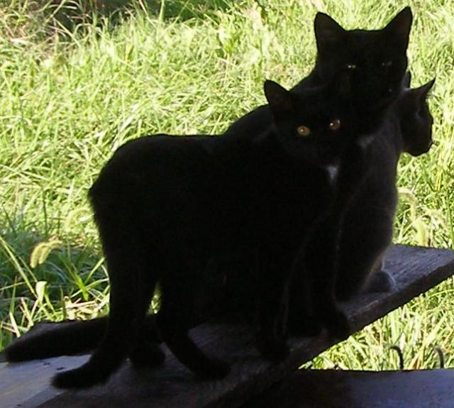two black cats and a grey cat