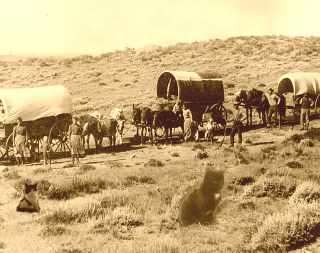 Three cats by a wagon train