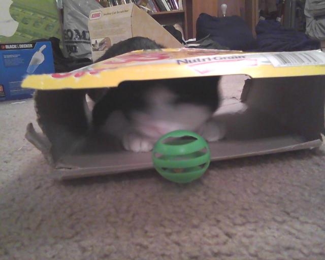 cat in eggo box with green ball 