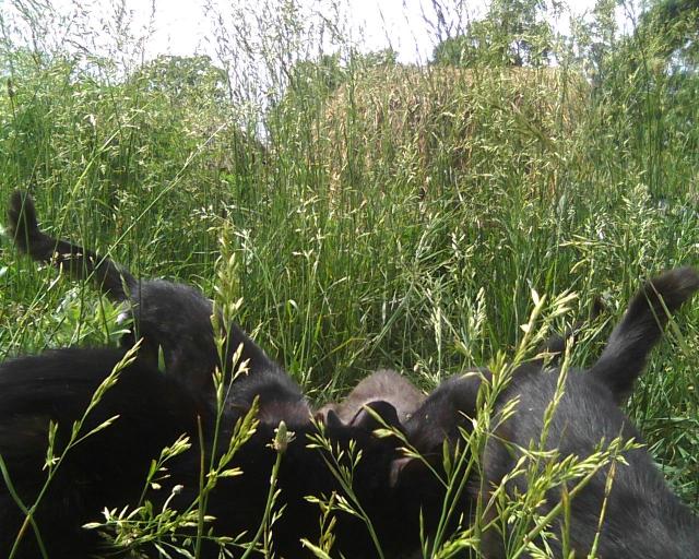 several cats in tall grass