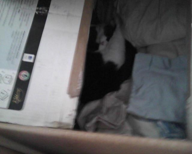 cat hiding in a box of linens