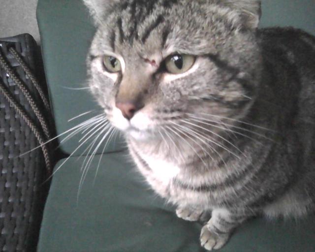 tabby cat with scratched face