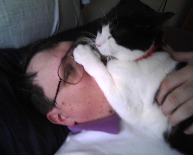 cat on a person's face