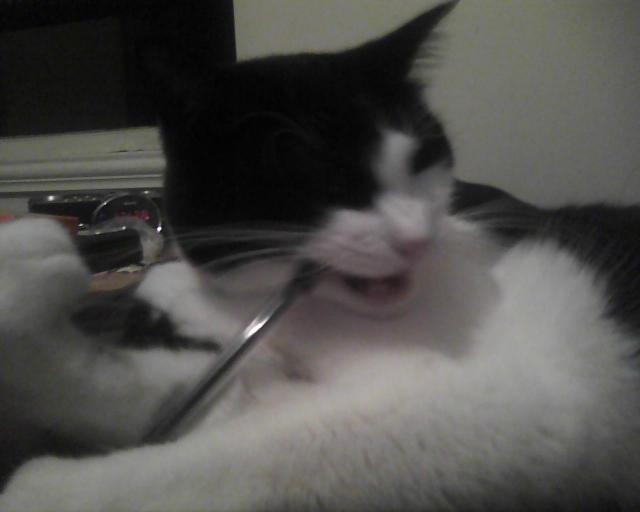 cat chewing on mechanical pencil