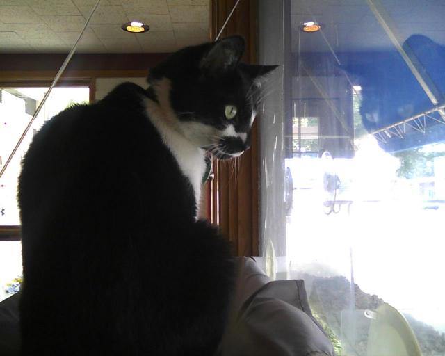 cat looking out window at birdfeeder