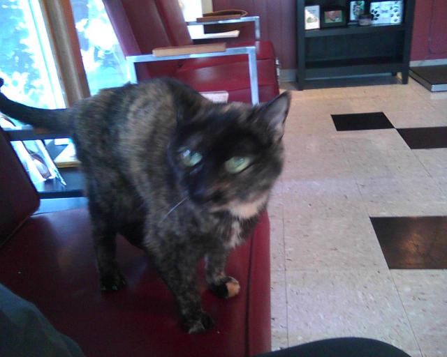 tortie cat at the vet's office