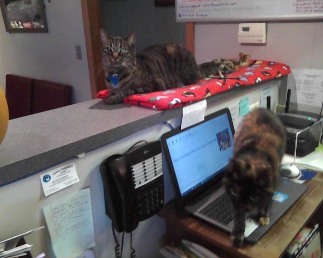 tortie cat on laptop computer with tabby looking on