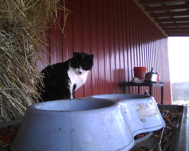 cat in a barn waiting for dinner