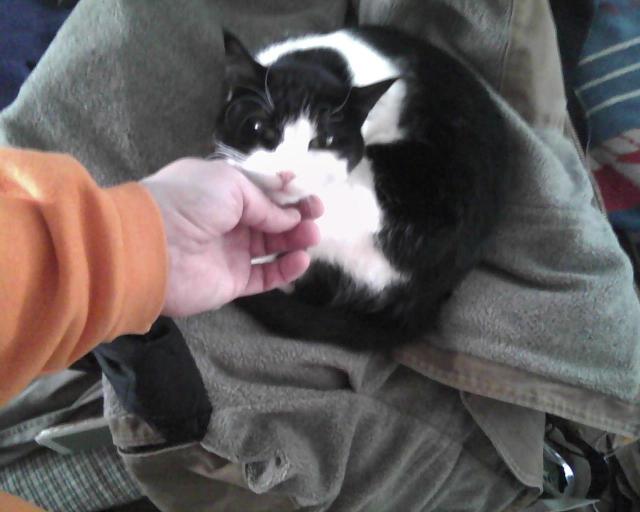 cat sitting on warm coat while being petted