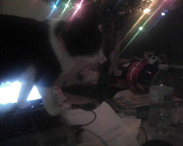 cat on laptop computer under Christmas tree