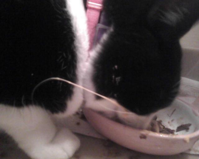 tuxedo cat eating wet cat food
