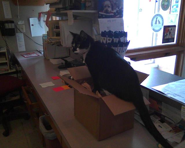 cat on box
