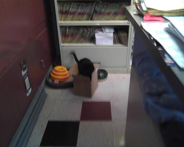 cat in box on floor looking at box