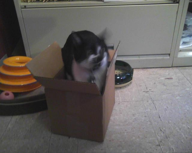 cat in box on floor looking at us