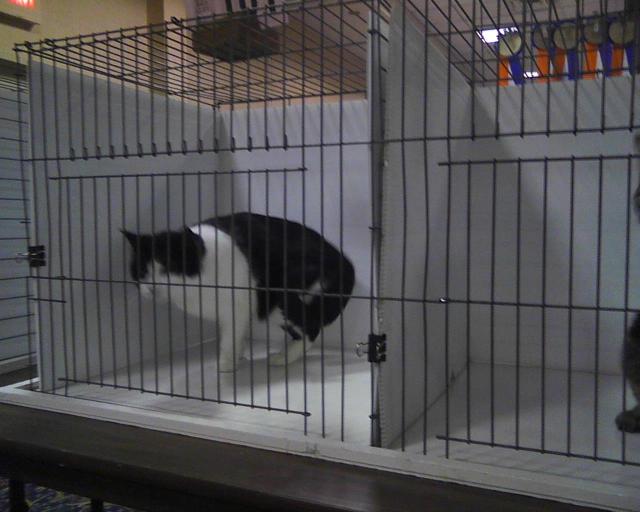 Parker in cat show cage