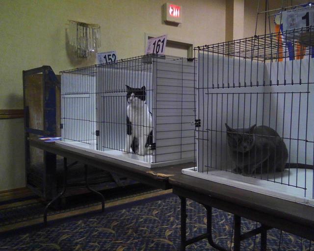 Parker in cat show Ring 6