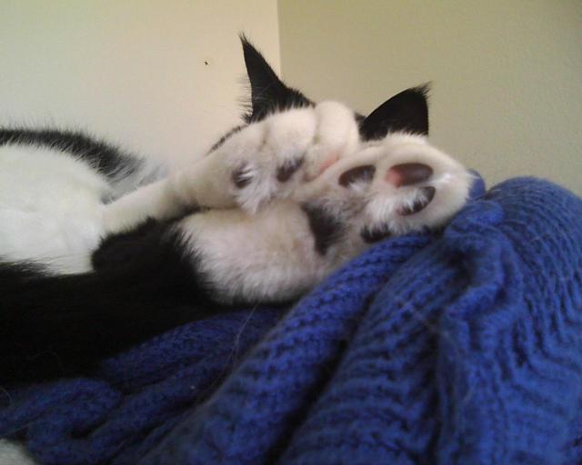 kittytoes ! asleep on the shelf