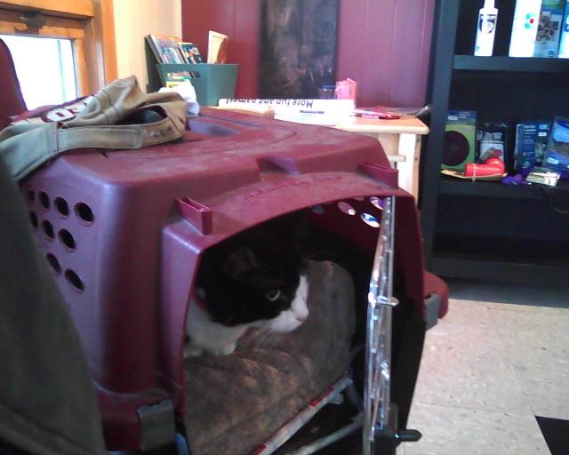 Parker sitting in carrier in waiting room