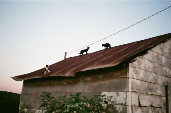 three cats on shed roof