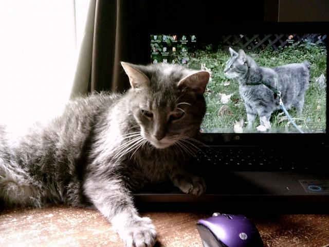 gray cat sitting on computer