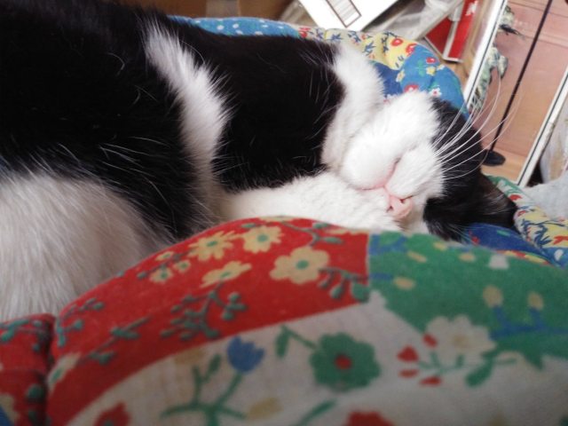 cat with her head curled on a blanket