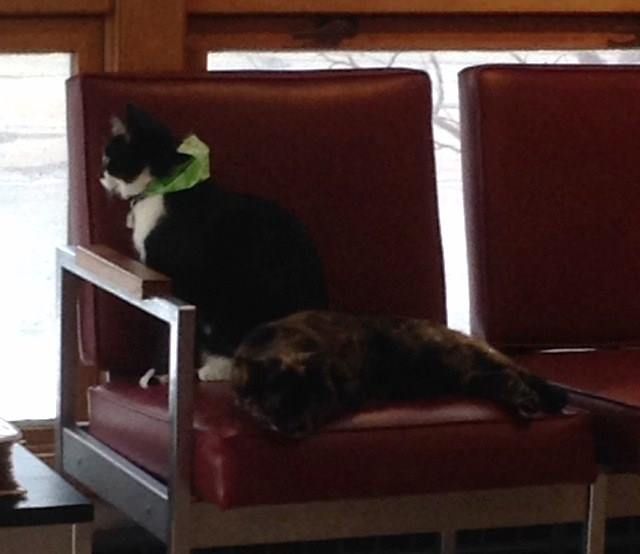 tuxedo cat and tortoiseshell cat sitting together