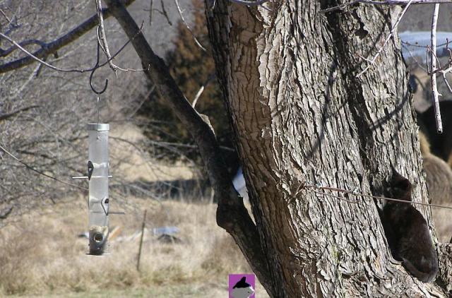 cat climbing tree watching bird feeder 