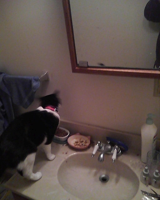 cat on bathroom sink