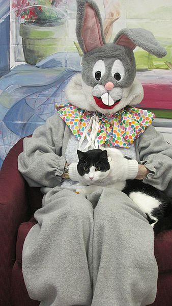 Cat with easter bunny again