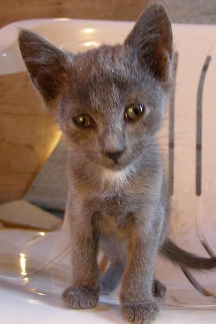 small grey kitten on a chair