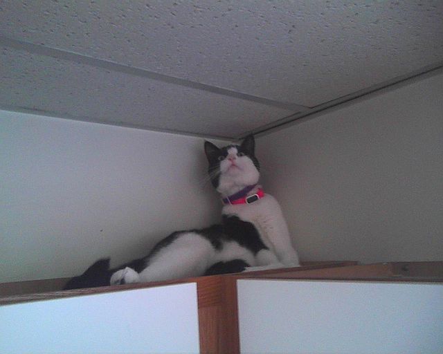 cat in corner of room