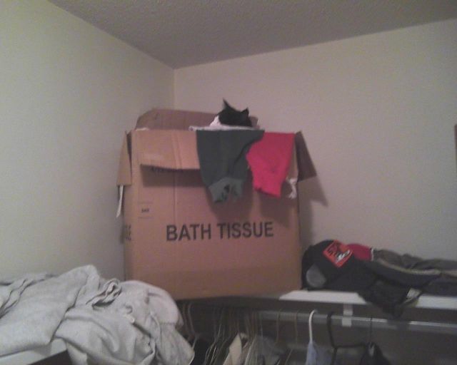 cat sleeping in box of clothes
