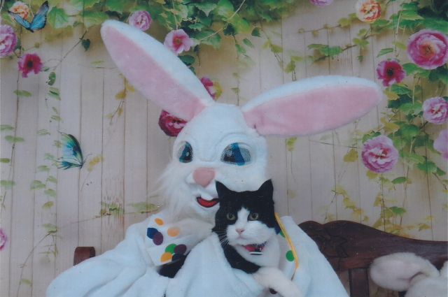black and white cat on Easter Bunny's lap