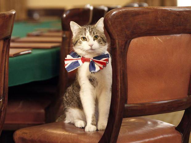Larry the Downing Street Cat with a UK Union Jack bow tie