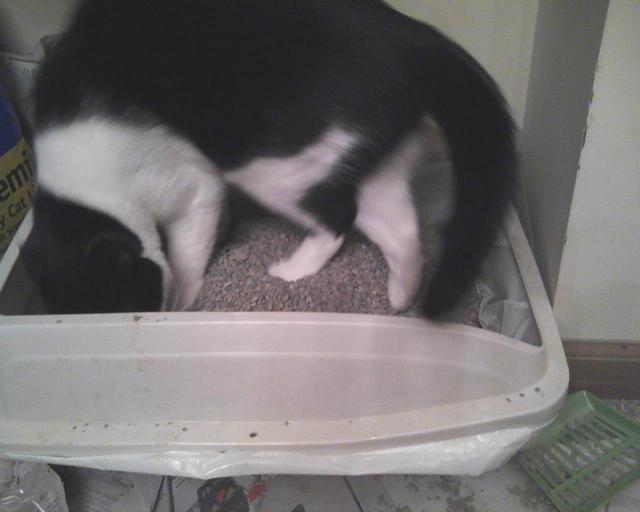 tuxedo cat using litter box