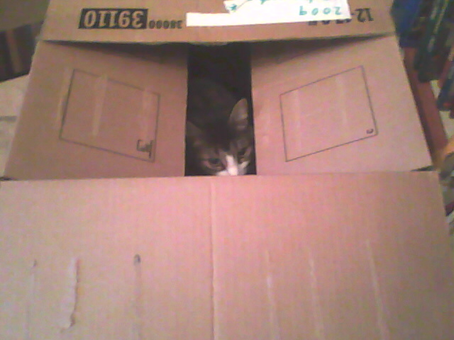 Midge hiding in a box