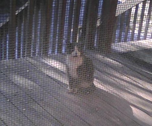 feral grey tuxedo cat on porch