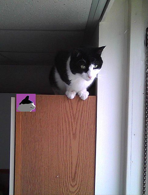 cat on cupboard